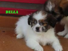 Shihtzu puppies for rehoming. - Photo 3