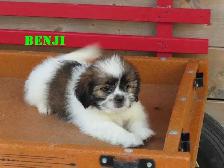Shihtzu puppies for rehoming. - Photo 4