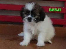 Shihtzu puppies for rehoming. - Photo 5