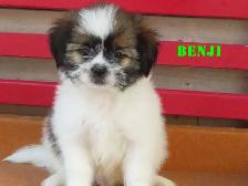 Shihtzu puppies for rehoming. - Photo 6