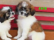 Shihtzu puppies for rehoming. - Photo 7