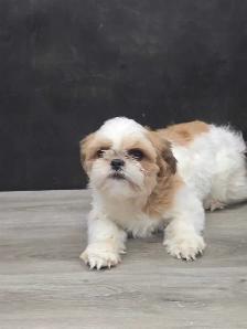 Shihtzu puppies for rehoming. - Photo 8