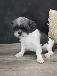 Shihtzu puppies for rehoming. - Photo 9