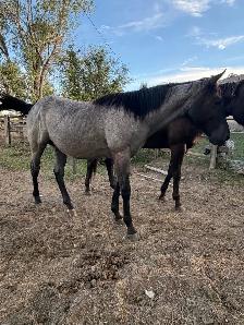 AQHA Blue Roan Filly