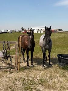 AQHA Blue Roan Filly - Photo 2
