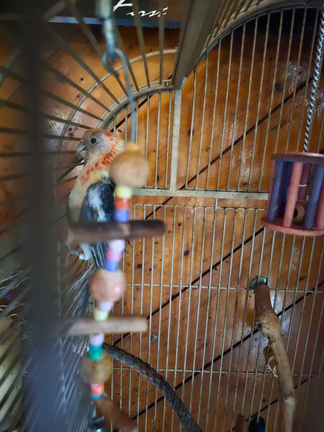 plusieurs sorte de oiseaux a vendre