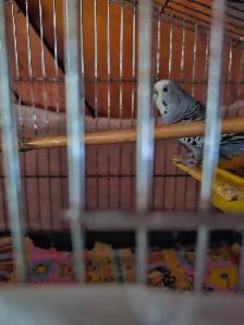 plusieurs sorte de oiseaux a vendre - Photo 2