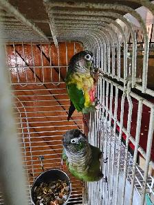 plusieurs sorte de oiseaux a vendre - Photo 3