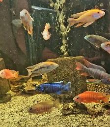 lots of different fish, plants & more (see list below)