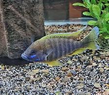 lots of different fish, plants & more (see list below) - Photo 2