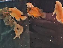 lots of different fish, plants & more (see list below) - Photo 5