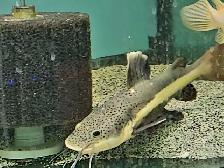 lots of different fish, plants & more (see list below) - Photo 6