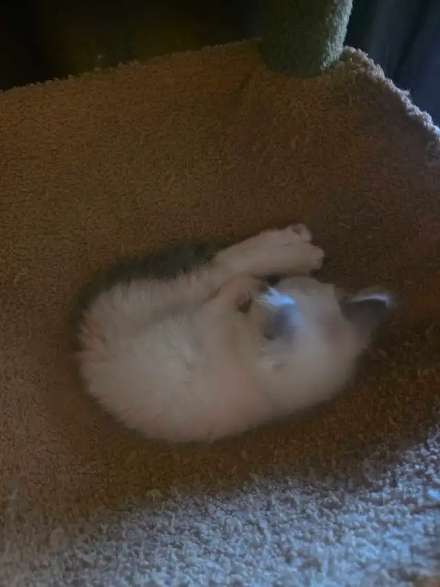 Kittens For Rehoming