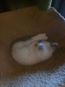 Kittens For Rehoming