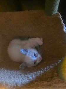 Kittens For Rehoming - Photo 2