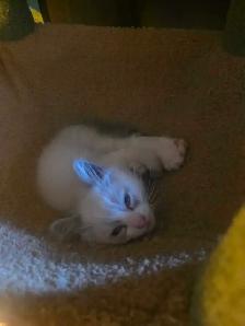 Kittens For Rehoming - Photo 3