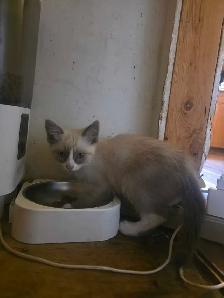 Kittens For Rehoming - Photo 4
