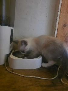 Kittens For Rehoming - Photo 5