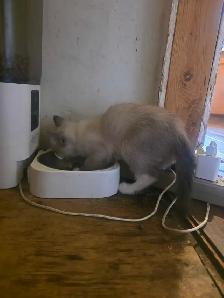 Kittens For Rehoming - Photo 6