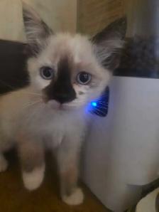 Kittens For Rehoming - Photo 7