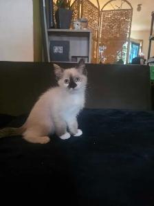 Kittens For Rehoming - Photo 8