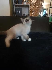 Kittens For Rehoming - Photo 9