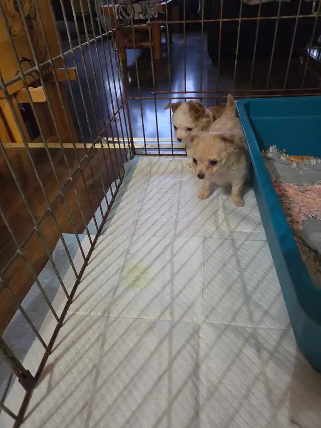 Chihuahua Puppies