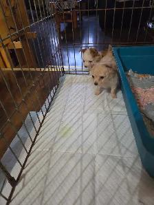 Chihuahua Puppies