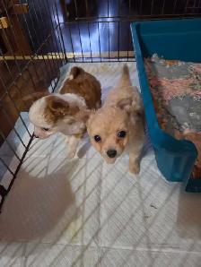 Chihuahua Puppies - Photo 2