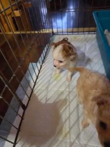Chihuahua Puppies - Photo 3