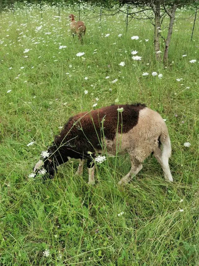 Homestead Lambs for Sale