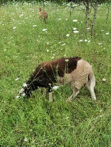 Homestead Lambs for Sale