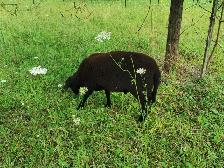 Homestead Lambs for Sale - Photo 2