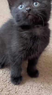 2 all black female baby kittens $60 each - Photo 2