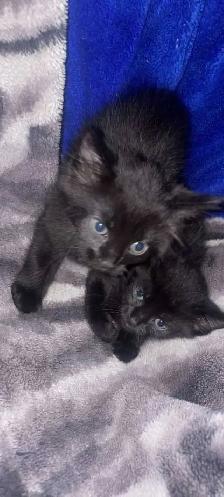 2 all black female baby kittens $60 each - Photo 3