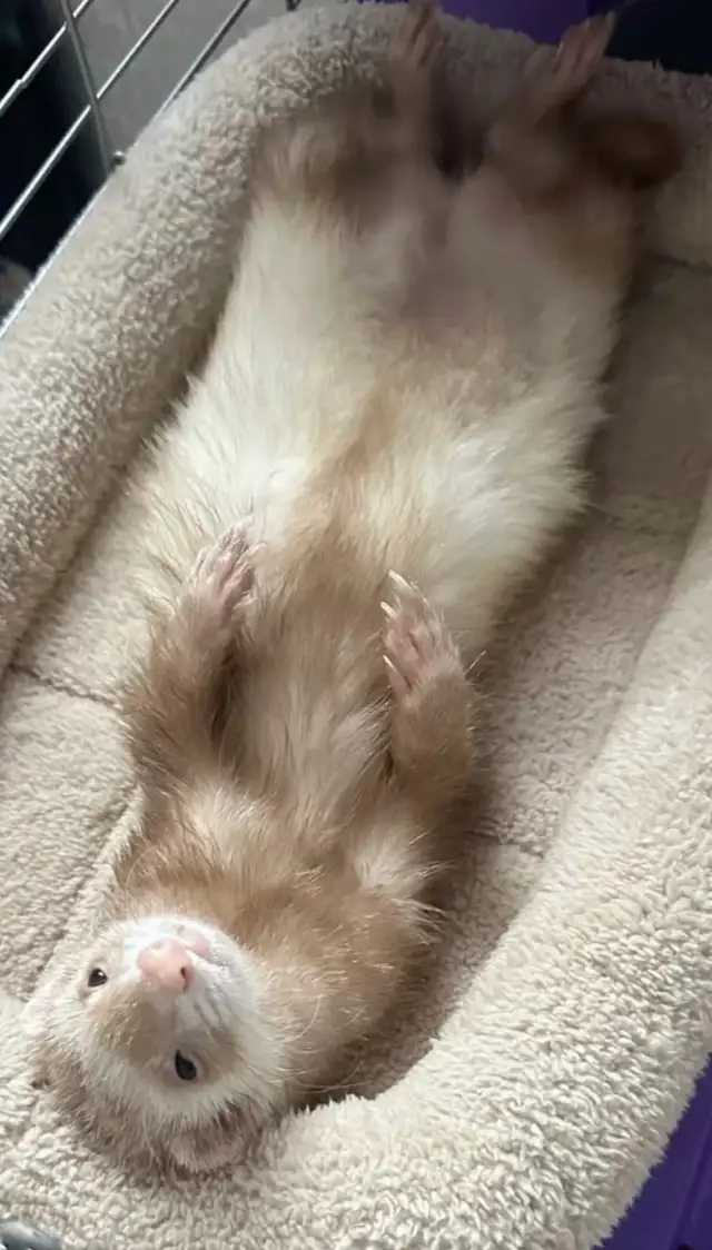 ferrets wanted!