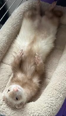 ferrets wanted!