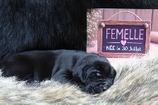 Chiots Labrador pure race
