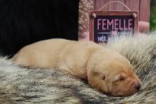 Chiots Labrador pure race - Photo 2