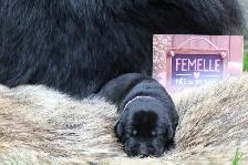 Chiots Labrador pure race - Photo 3