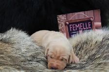 Chiots Labrador pure race - Photo 4