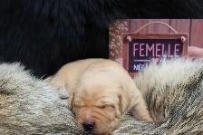 Chiots Labrador pure race - Photo 5