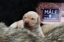 Chiots Labrador pure race - Photo 6