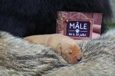 Chiots Labrador pure race - Photo 7