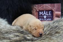 Chiots Labrador pure race - Photo 8