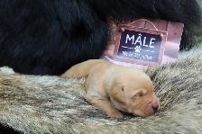 Chiots Labrador pure race - Photo 9