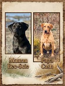 Chiots Labrador pure race - Photo 10