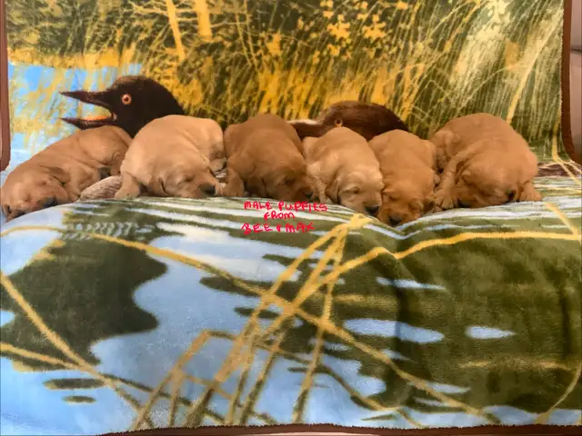 GOLDEN RETRIEVER PUPPIES