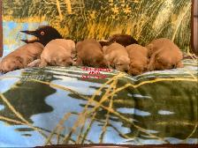 GOLDEN RETRIEVER PUPPIES