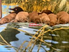 GOLDEN RETRIEVER PUPPIES - Photo 2